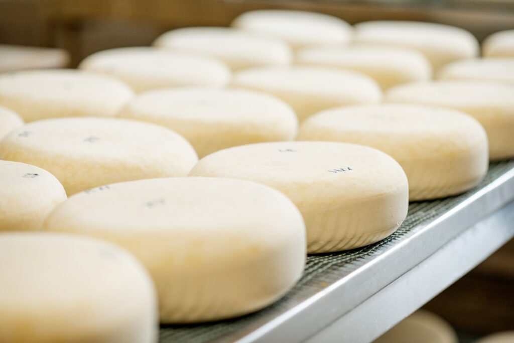 Queijo minas na bancada para viragem diária